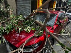 生死差5秒！彰化男开车前突尿急 下车上厕所「路树瞬间砸烂轿车」